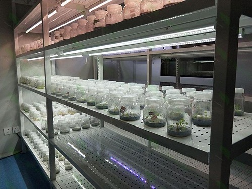 宁县植物组织培养实验室设计建设方案